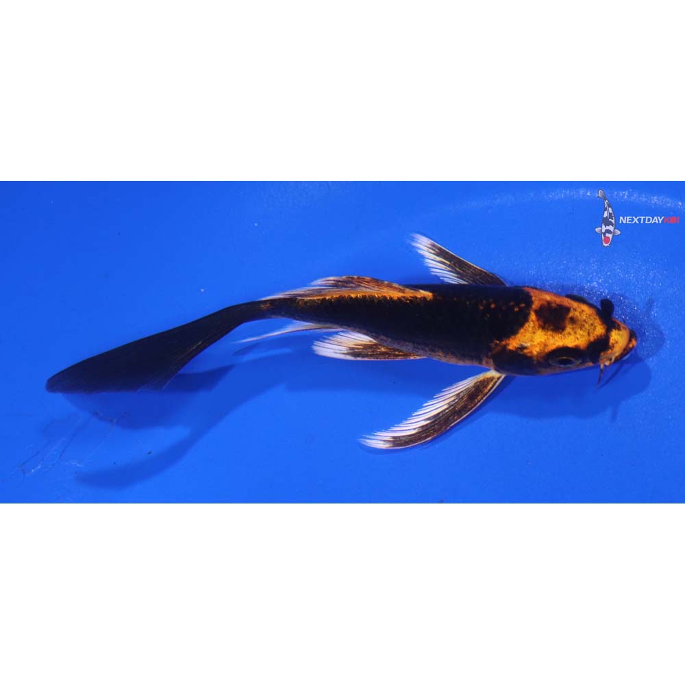 4” Imported Orenji Matsuba Butterfly Koi