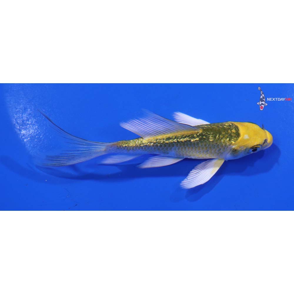 4” Imported Gin Rin Kujaku Butterfly Koi