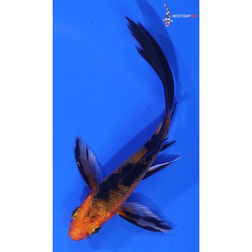 4” Imported Kin Aka Bekko Butterfly Koi