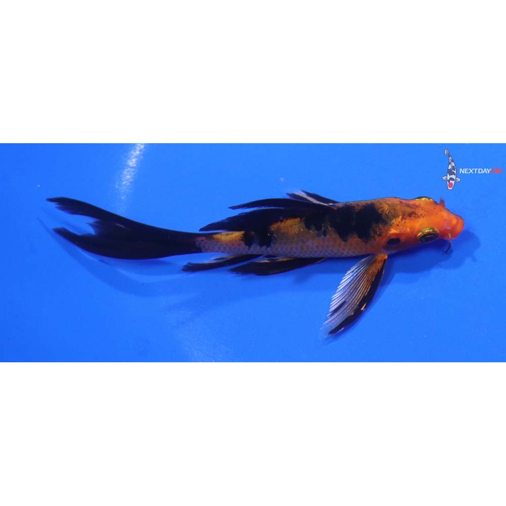 4” Imported Kin Aka Bekko Butterfly Koi