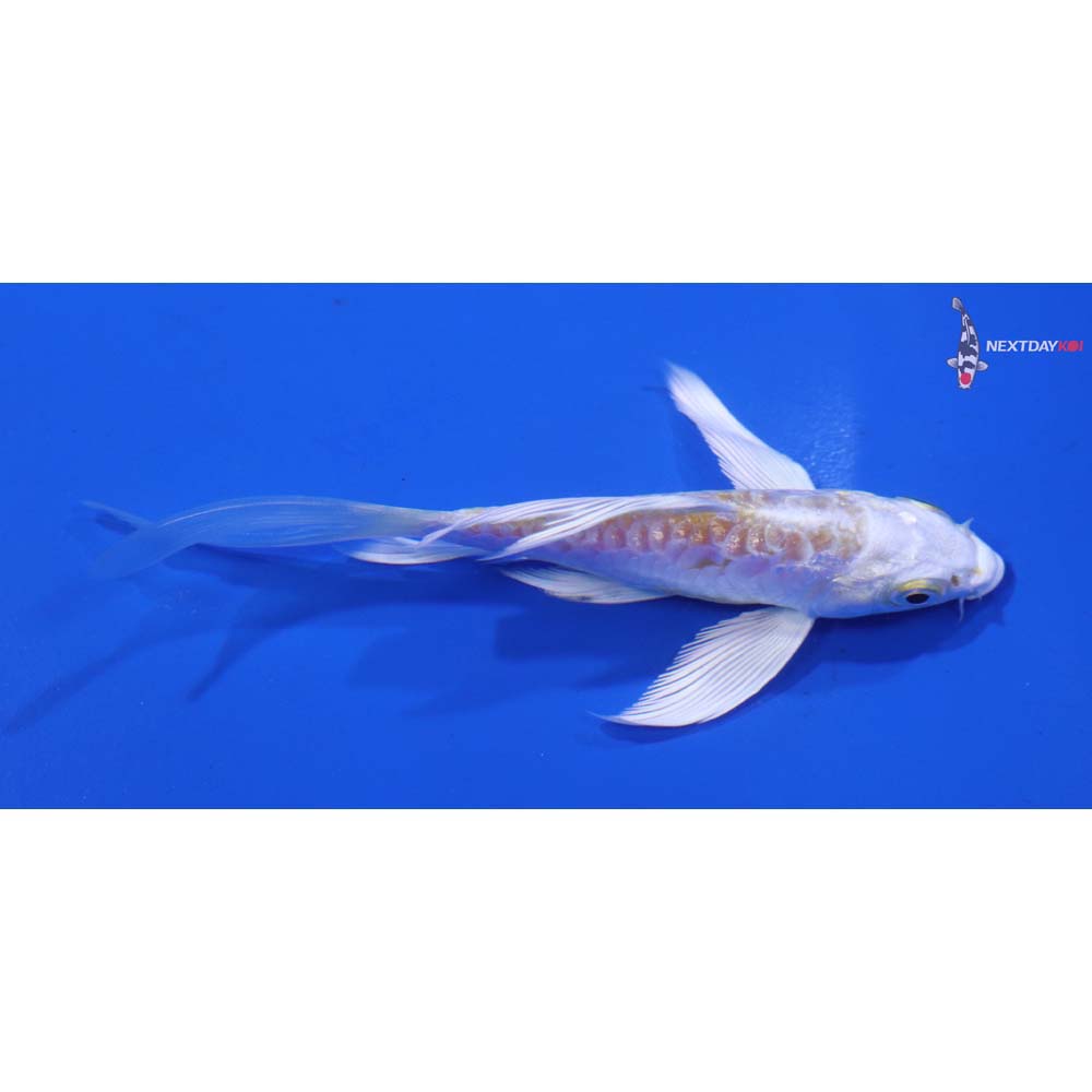 4” Imported Armor Scaled Lemon Hariwake Butterfly Koi