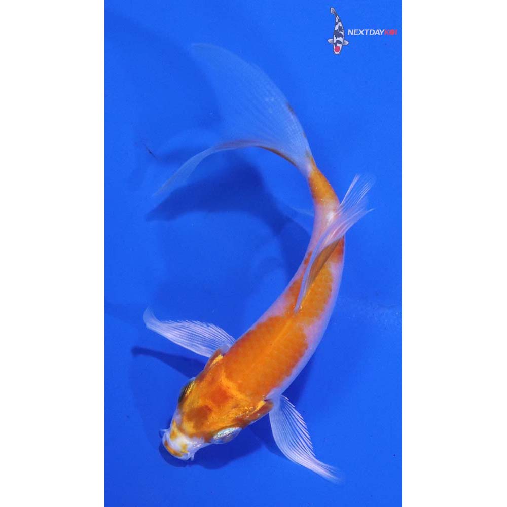 4” Imported Hariwake Butterfly Koi