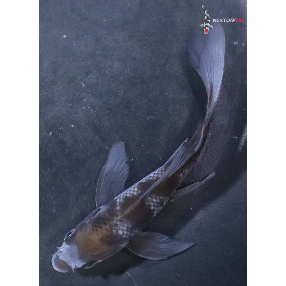 4” Imported Ochiba Shigure Butterfly Koi