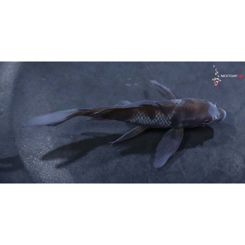 4” Imported Ochiba Shigure Butterfly Koi