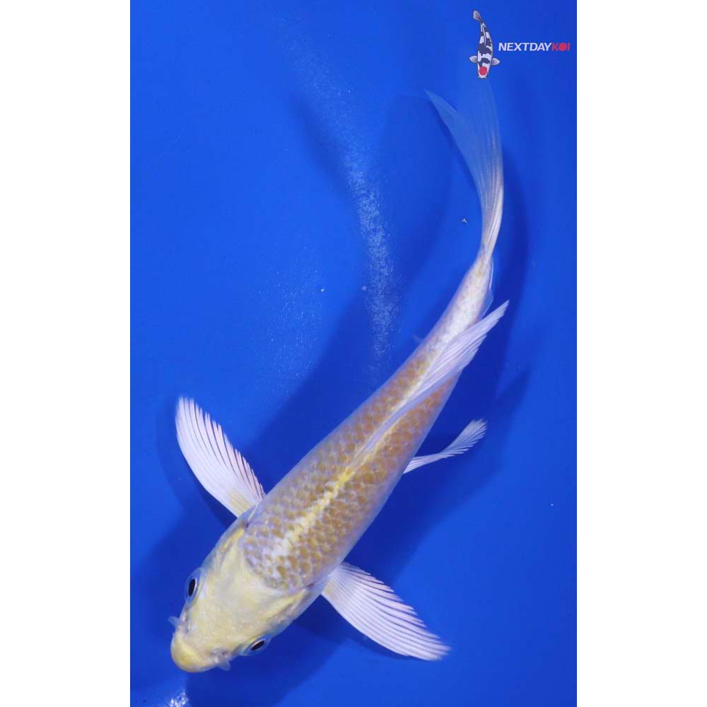 4.5” Imported Lemon Hariwake Butterfly Koi