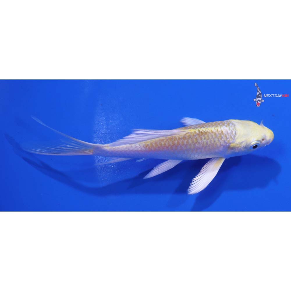4.5” Imported Lemon Hariwake Butterfly Koi