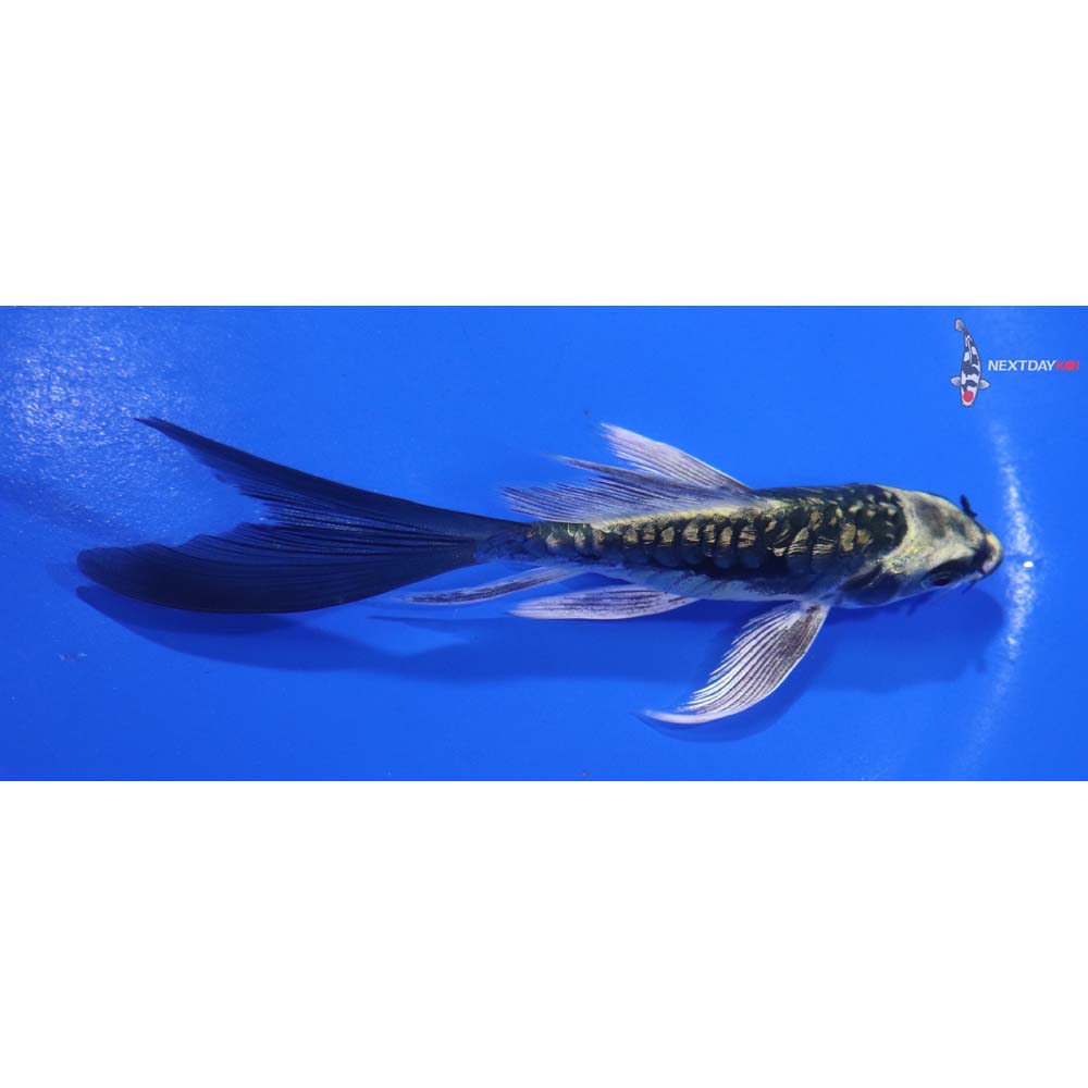 4.5” Imported Gin Rin Kin Kikokuryu Butterfly Koi