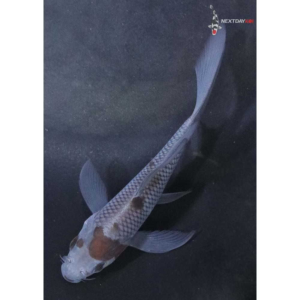 3.5” Imported Ochiba Shigure Butterfly Koi