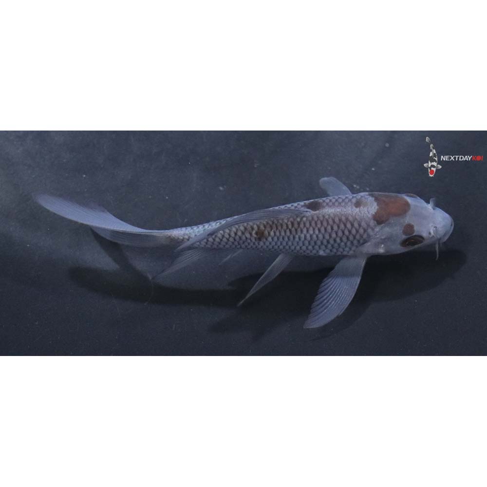 3.5” Imported Ochiba Shigure Butterfly Koi