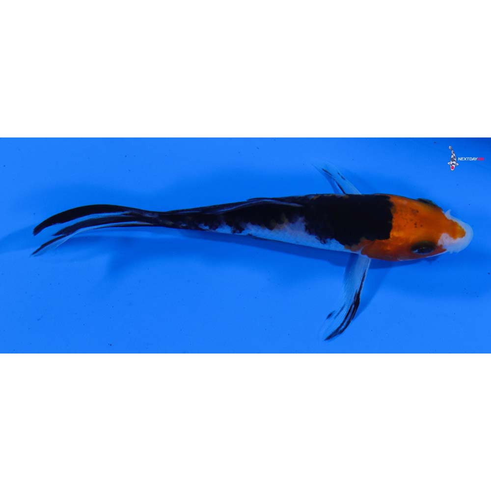 4” Imported Sanke Butterfly Koi