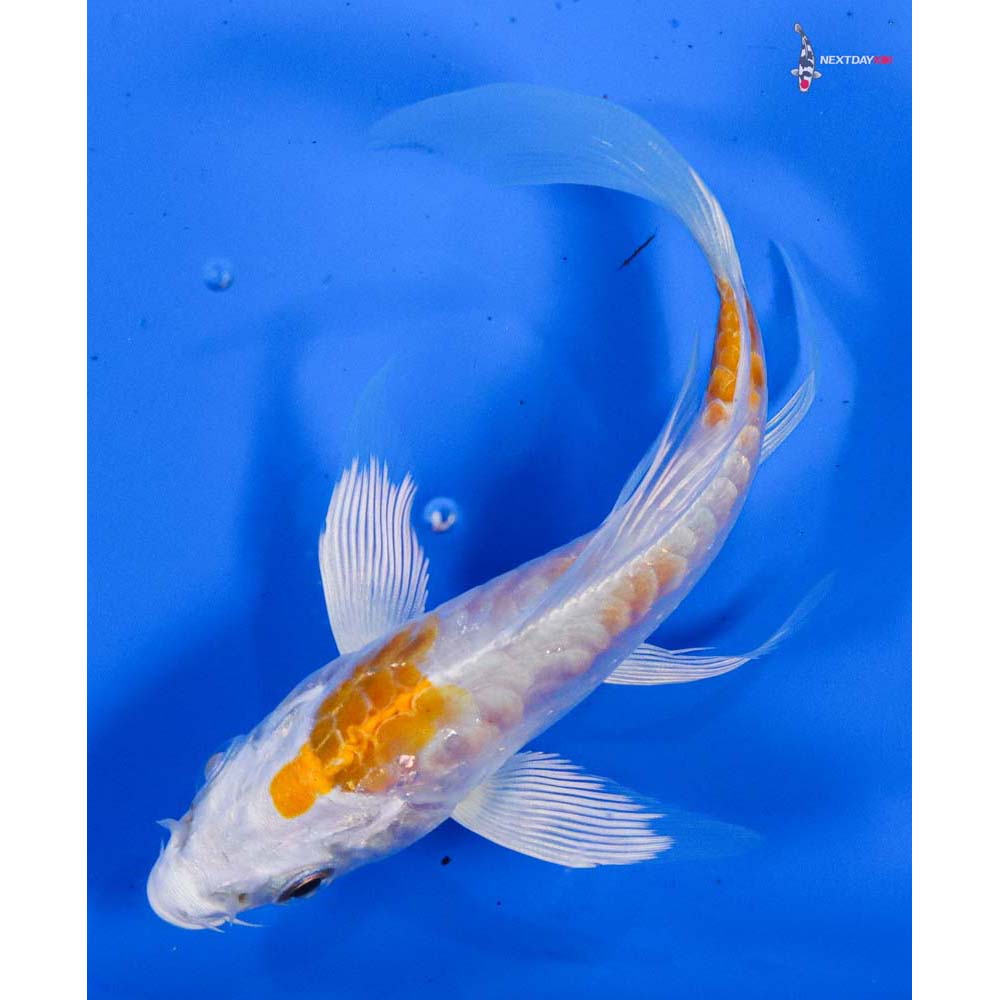 4.5” Imported Armor Scaled Hariwake Butterfly Koi