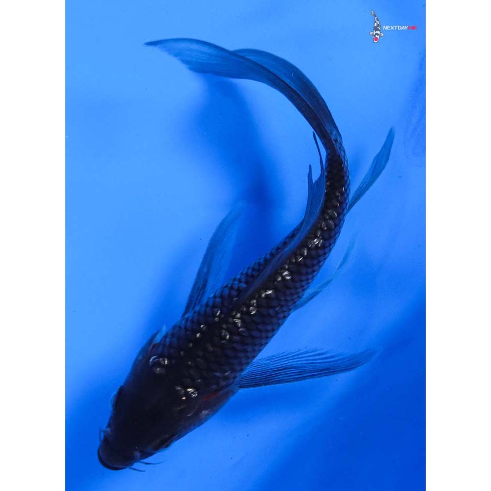 4.5” Imported Gin Rin Soragoi Butterfly Koi