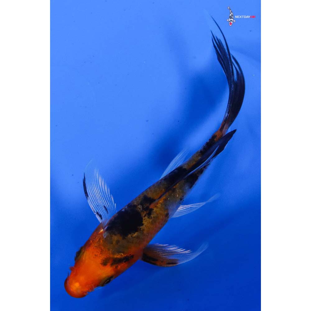 4” Imported Yamato Nishiki Butterfly Koi