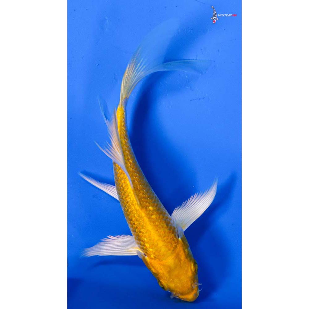 4.5” Imported Lemon Hariwake Butterfly Koi