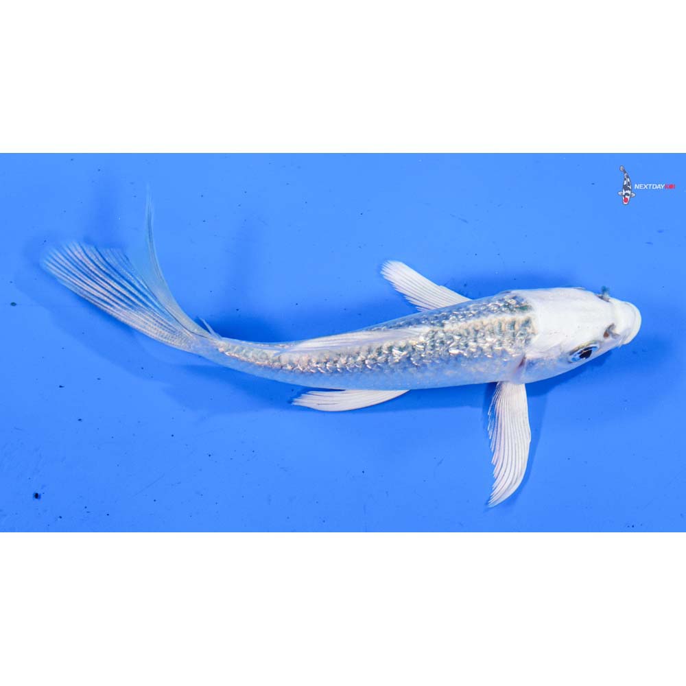 4.5” Imported Gin Rin Gin Matsuba Butterfly Koi