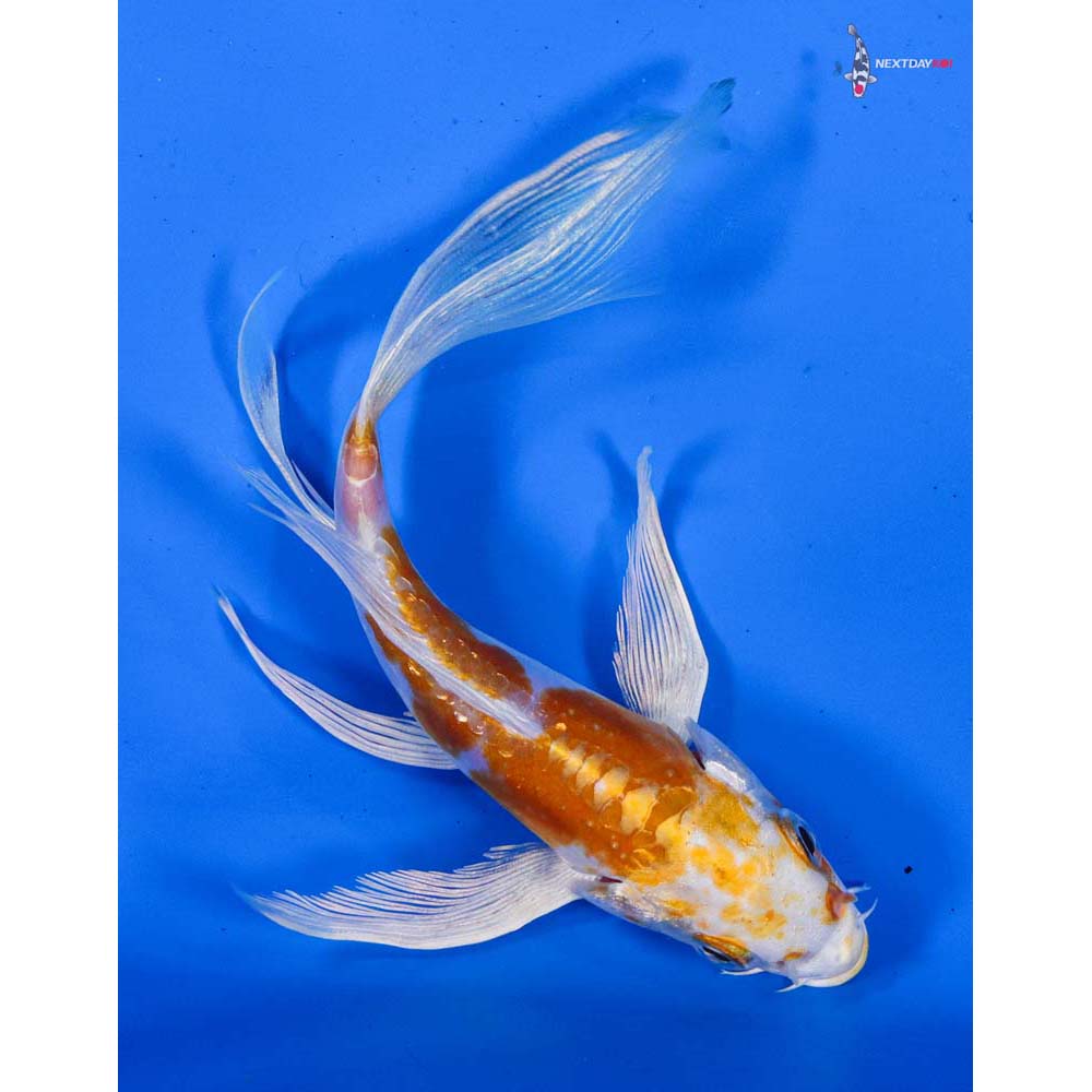 5” Imported Doitsu Lemon Hariwake Butterfly Koi