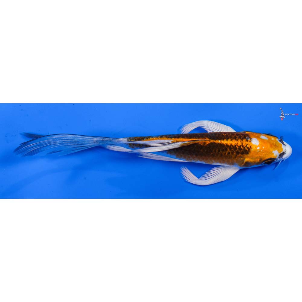 5” Imported Kujaku Butterfly Koi