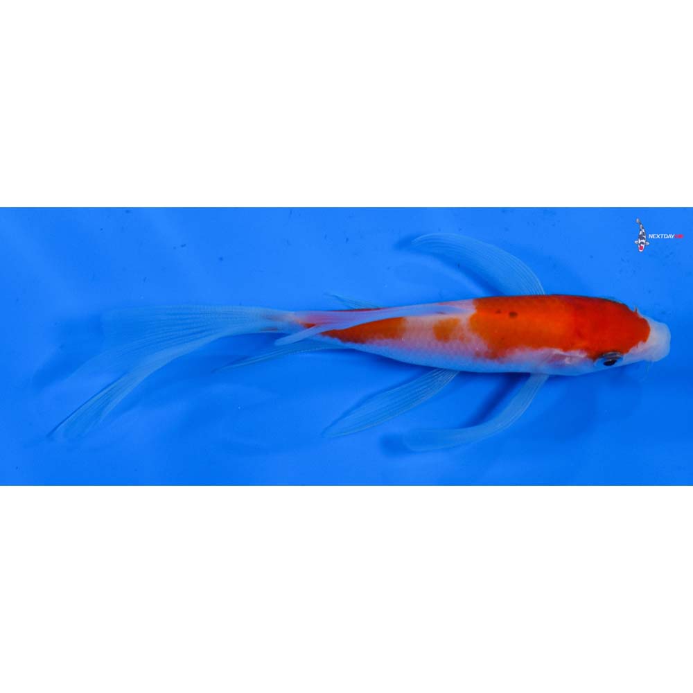 5” Imported Kohaku Butterfly Koi
