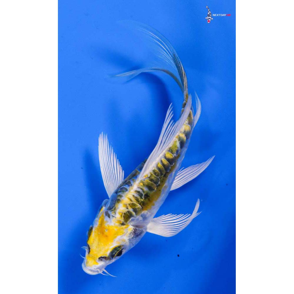 4” Imported Doitsu Kujaku Butterfly Koi