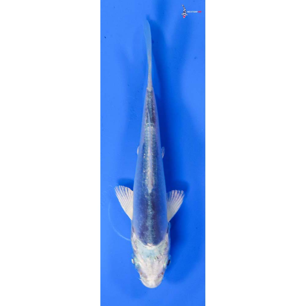 4” Imported Doitsu Blue Gin Matsuba