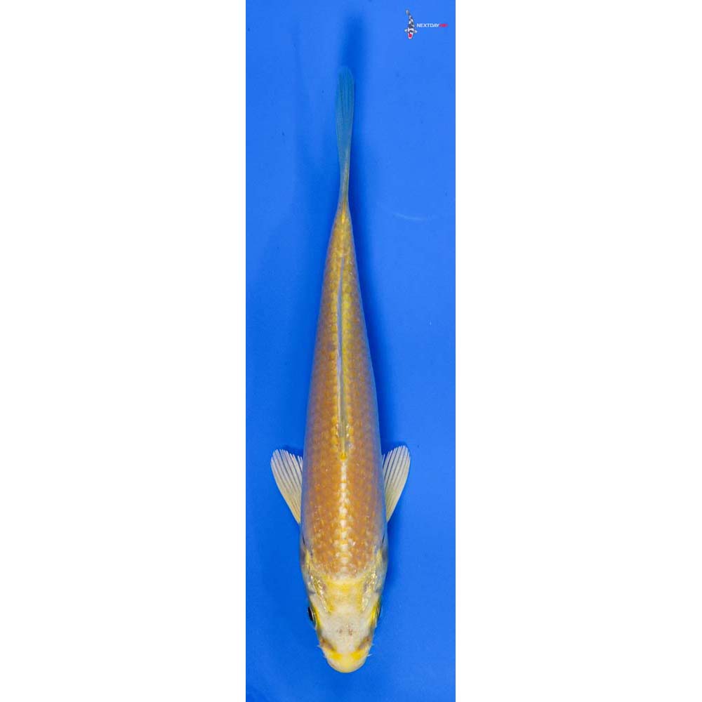 4” Imported Yamabuki Ogon