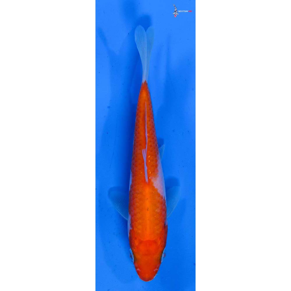 4” Imported Kohaku