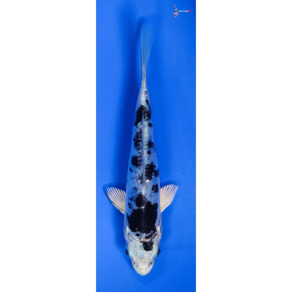 3.5” Imported Doitsu Gin Shiro Bekko