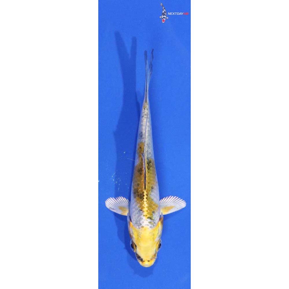 3” Imported Yamato Nishiki