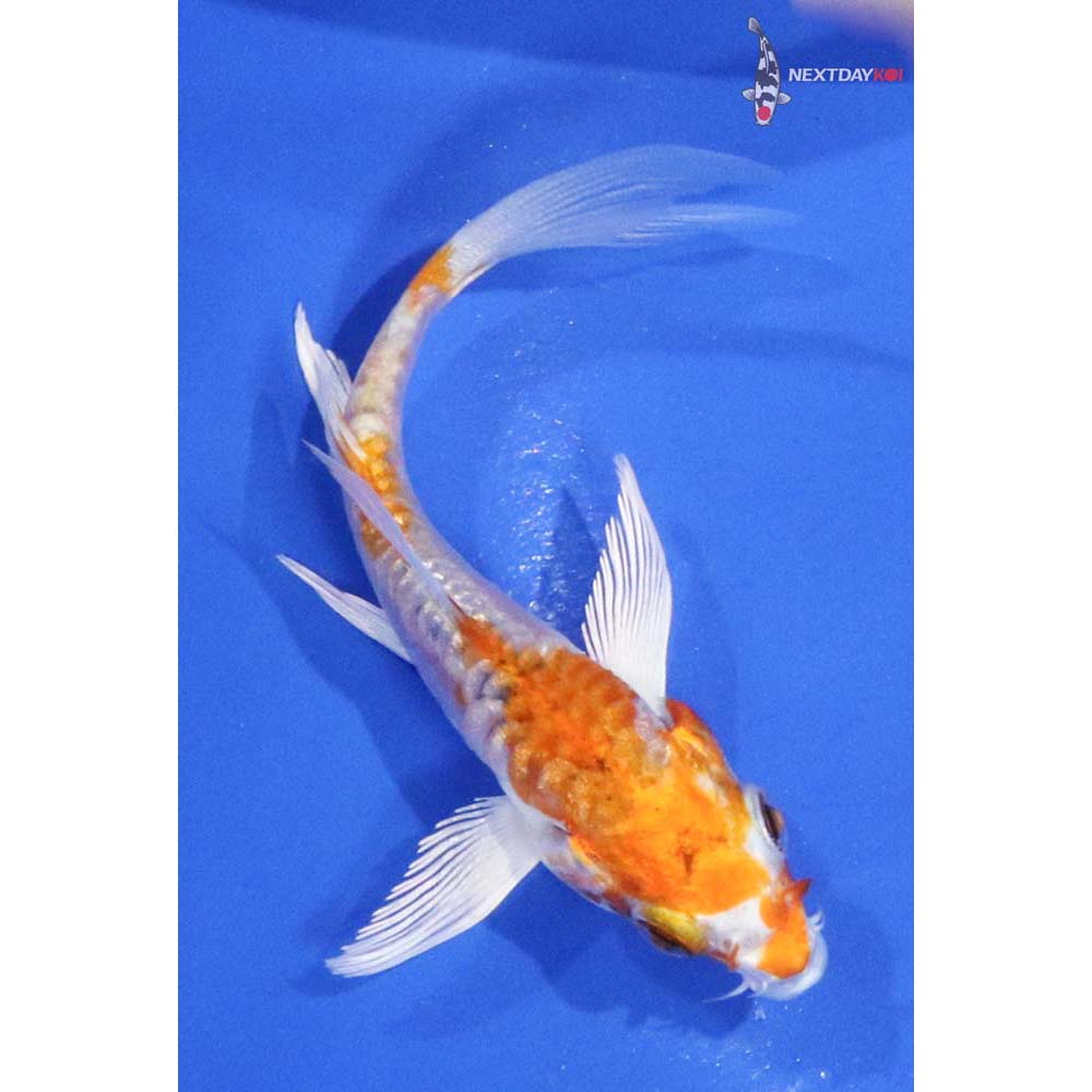 3” Imported Kikusui Butterfly Koi