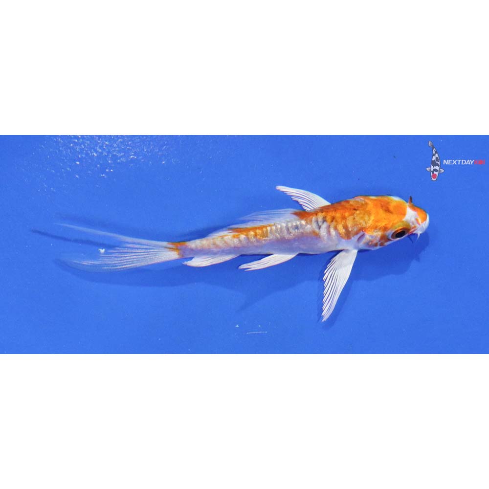 3” Imported Kikusui Butterfly Koi