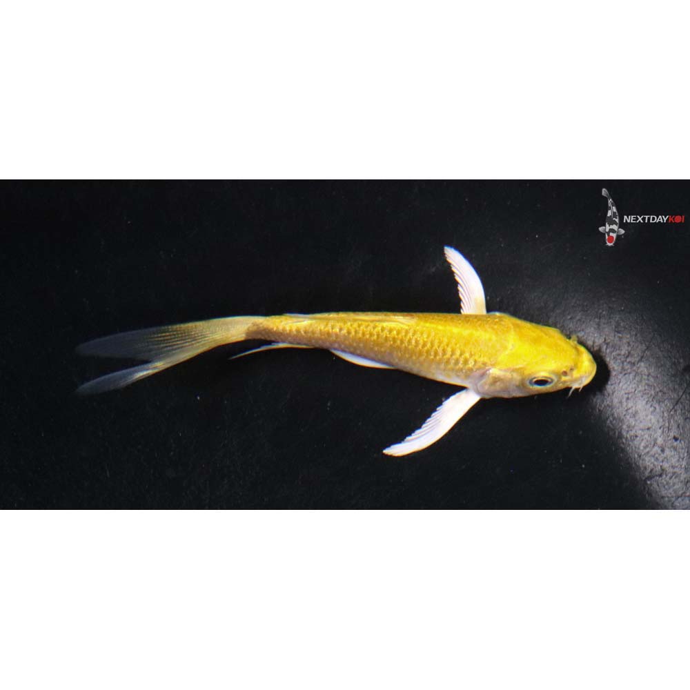 3” Imported Yamabuki Ogon Butterfly Koi