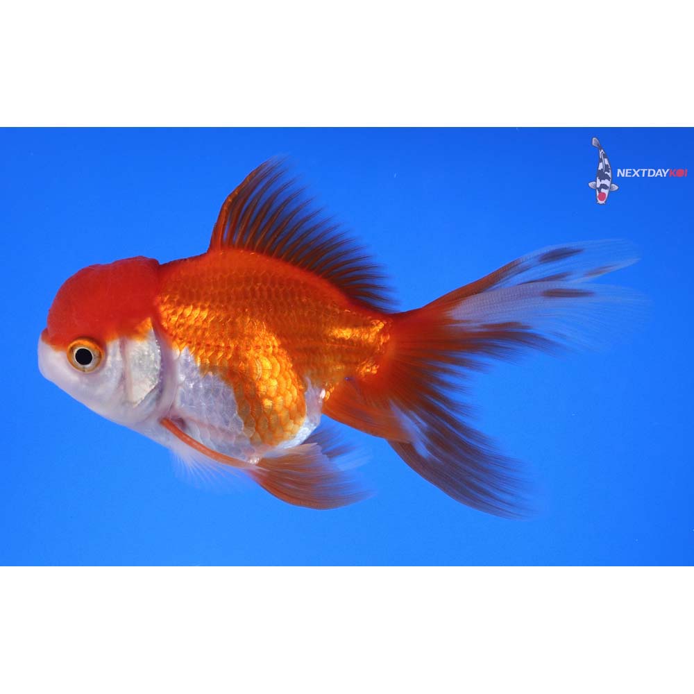 4” Imported Red and White Oranda