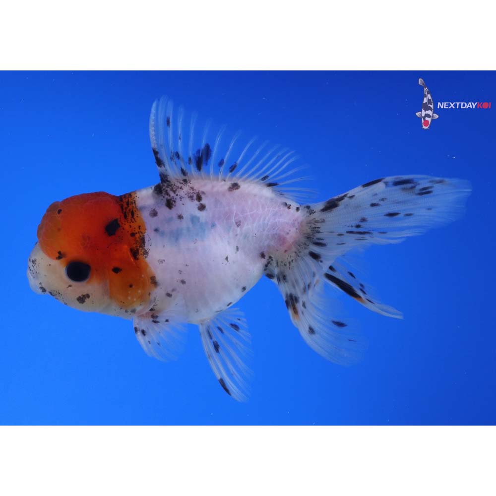3.5” Imported Male Calico Oranda