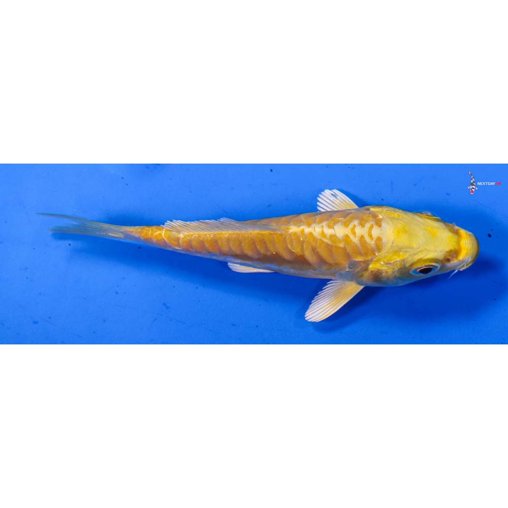 3” Imported Doitsu Yamabuki Ogon