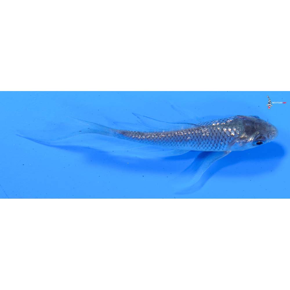 3” Imported Gin Rin Soragoi Butterfly Koi