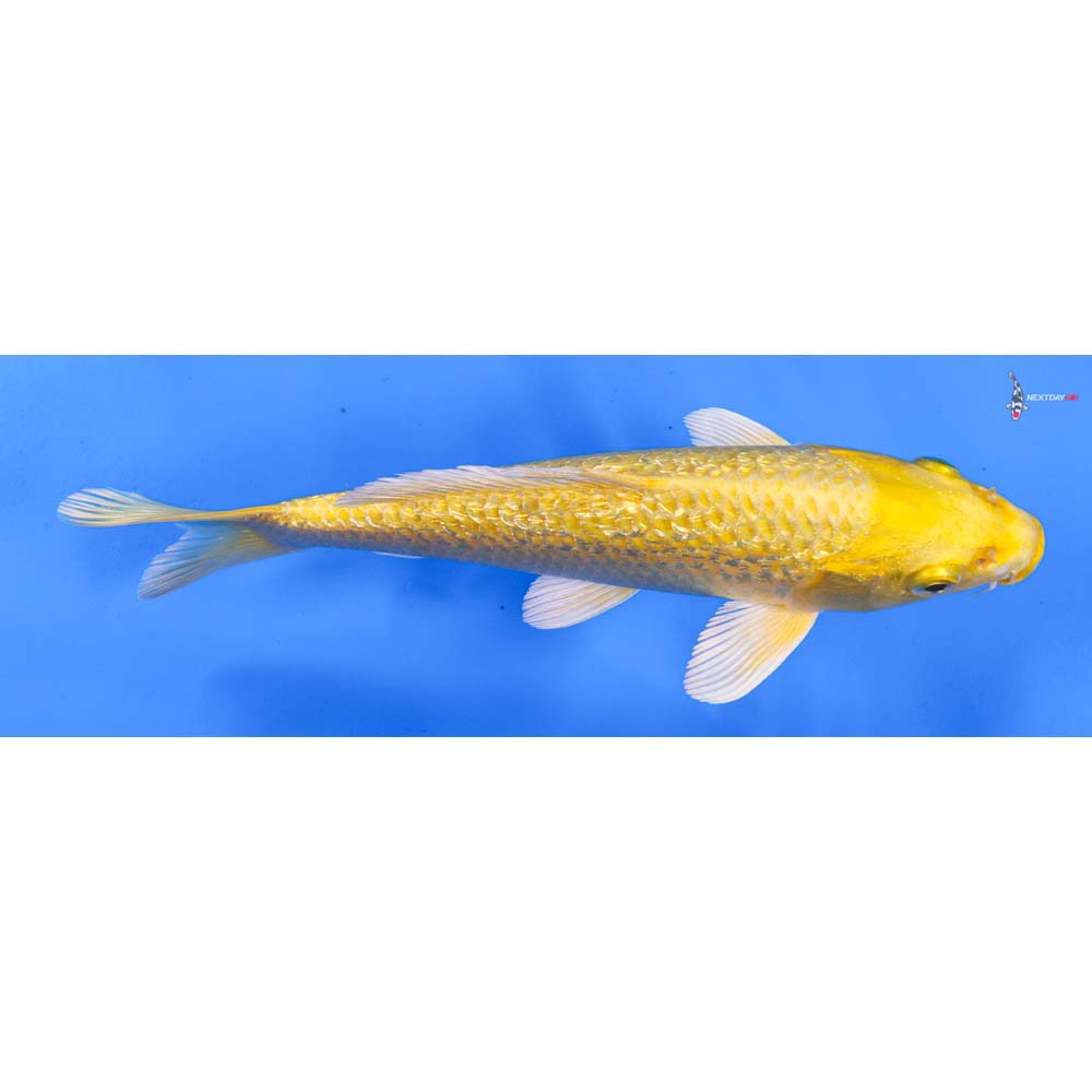 7” Imported Gin Rin Yamabuki Ogon