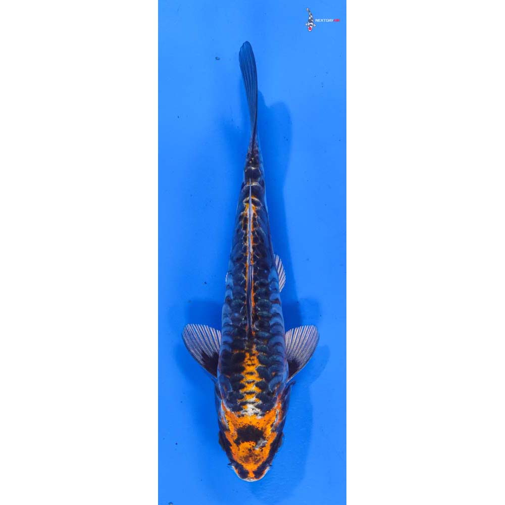 6.5” Imported Armor Scaled Kujaku