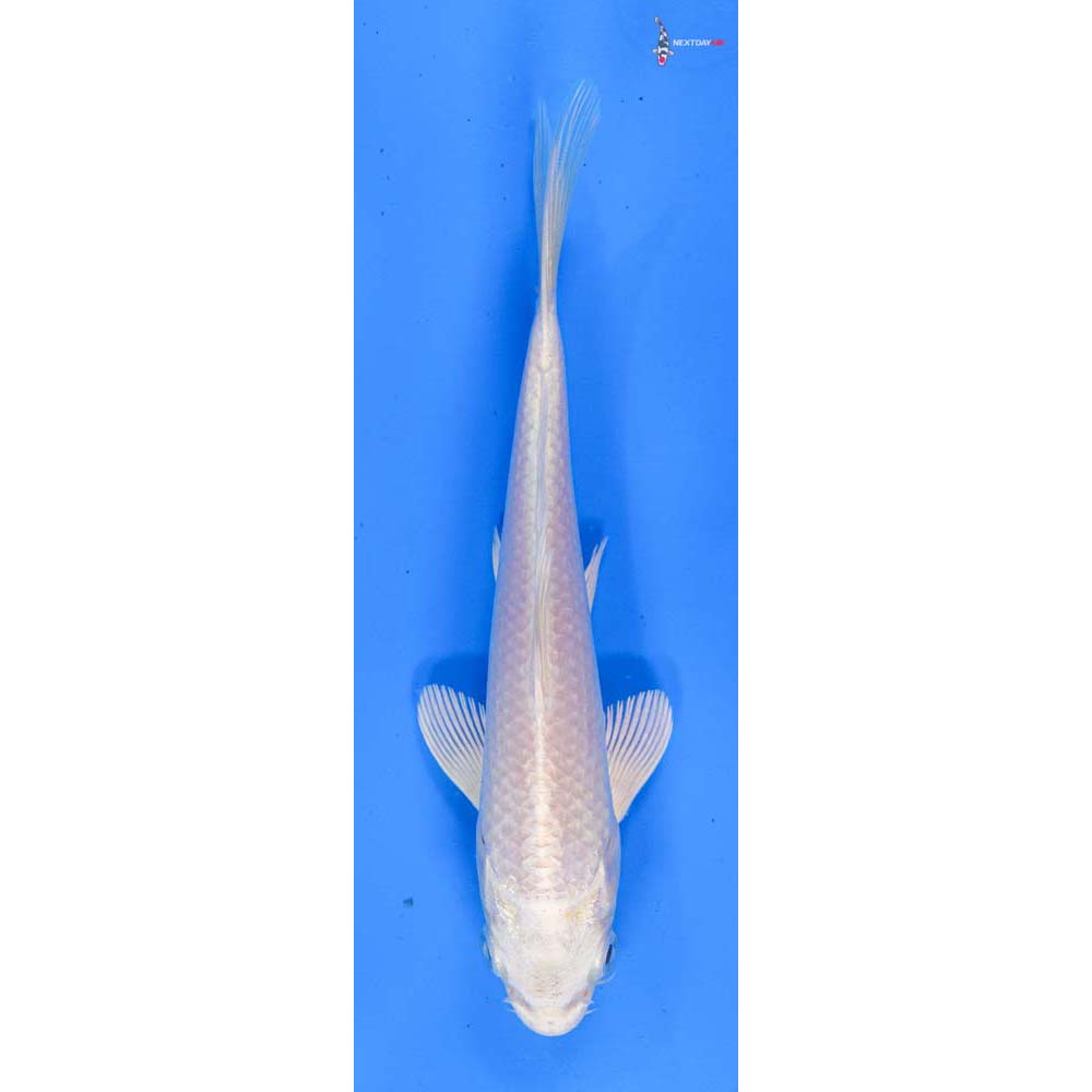 6.5” Imported Platinum Ogon