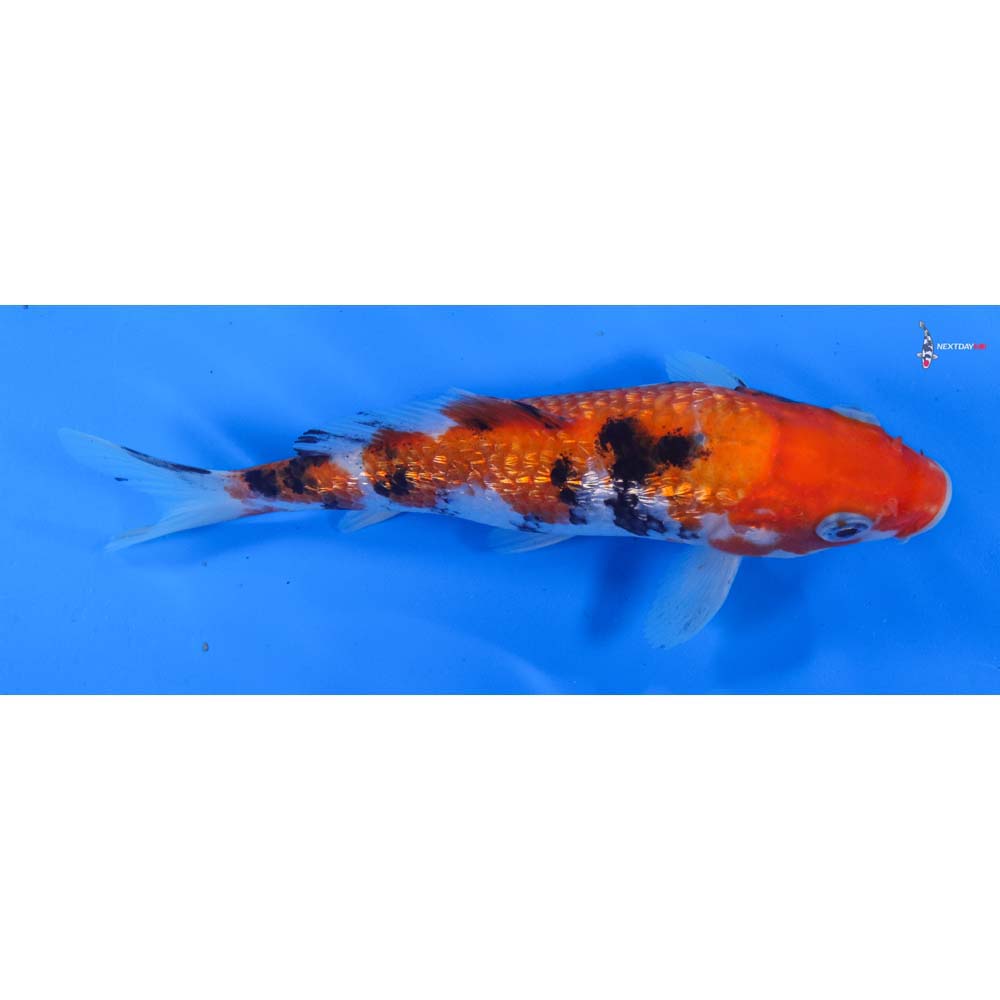 6.5” Imported Gin Rin Sanke