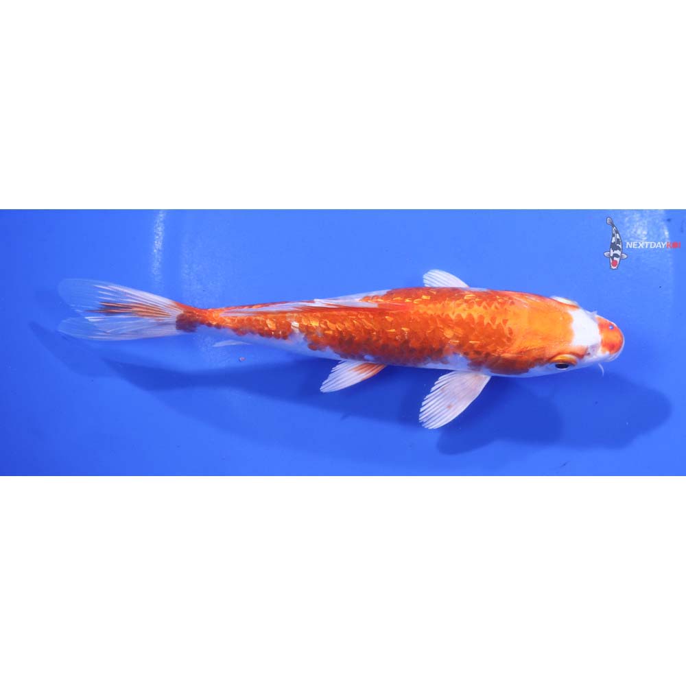 6” Imported Gin Rin Hariwake