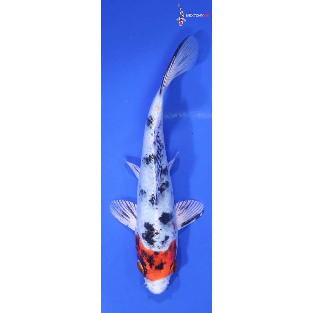 6” Imported Yamato Nishiki