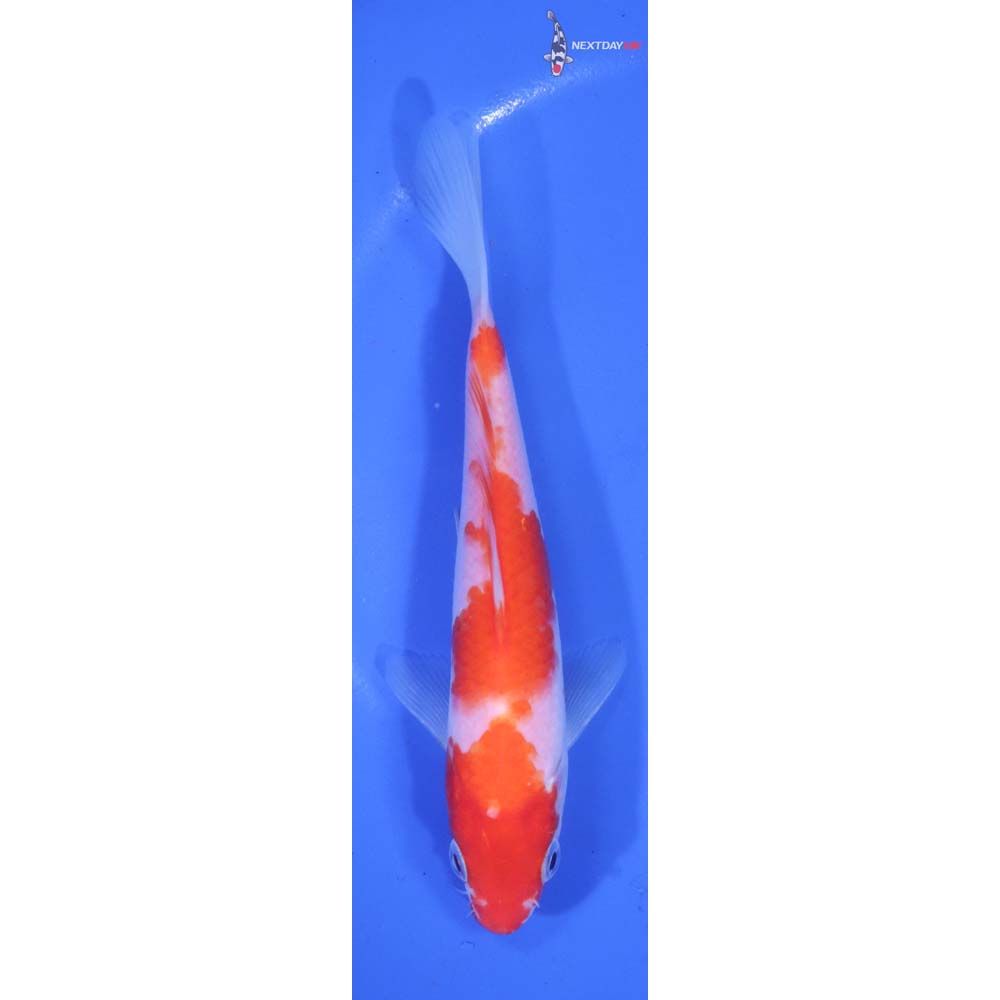 6” Imported Kohaku