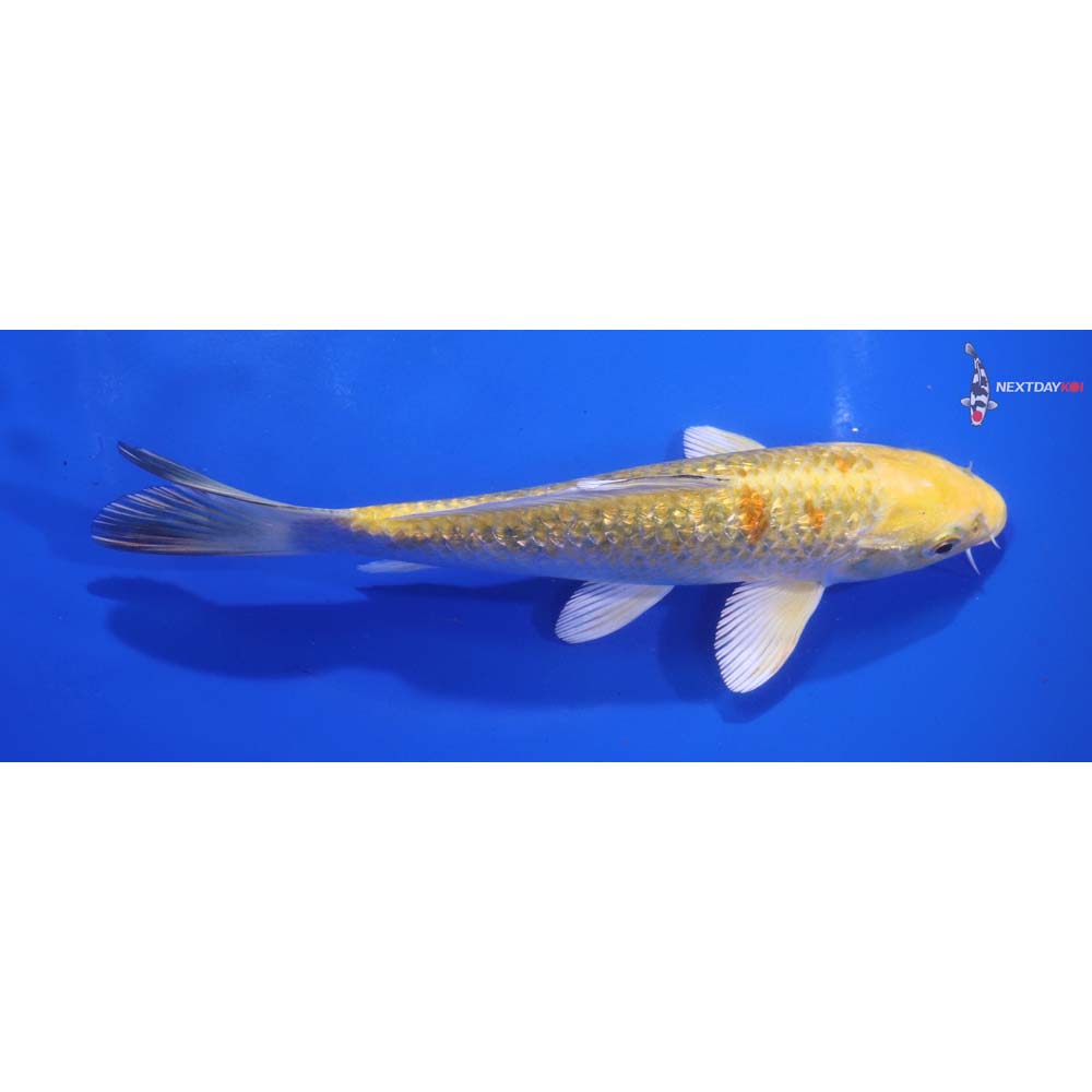 6.5” Imported Gin Rin Ki Matsuba