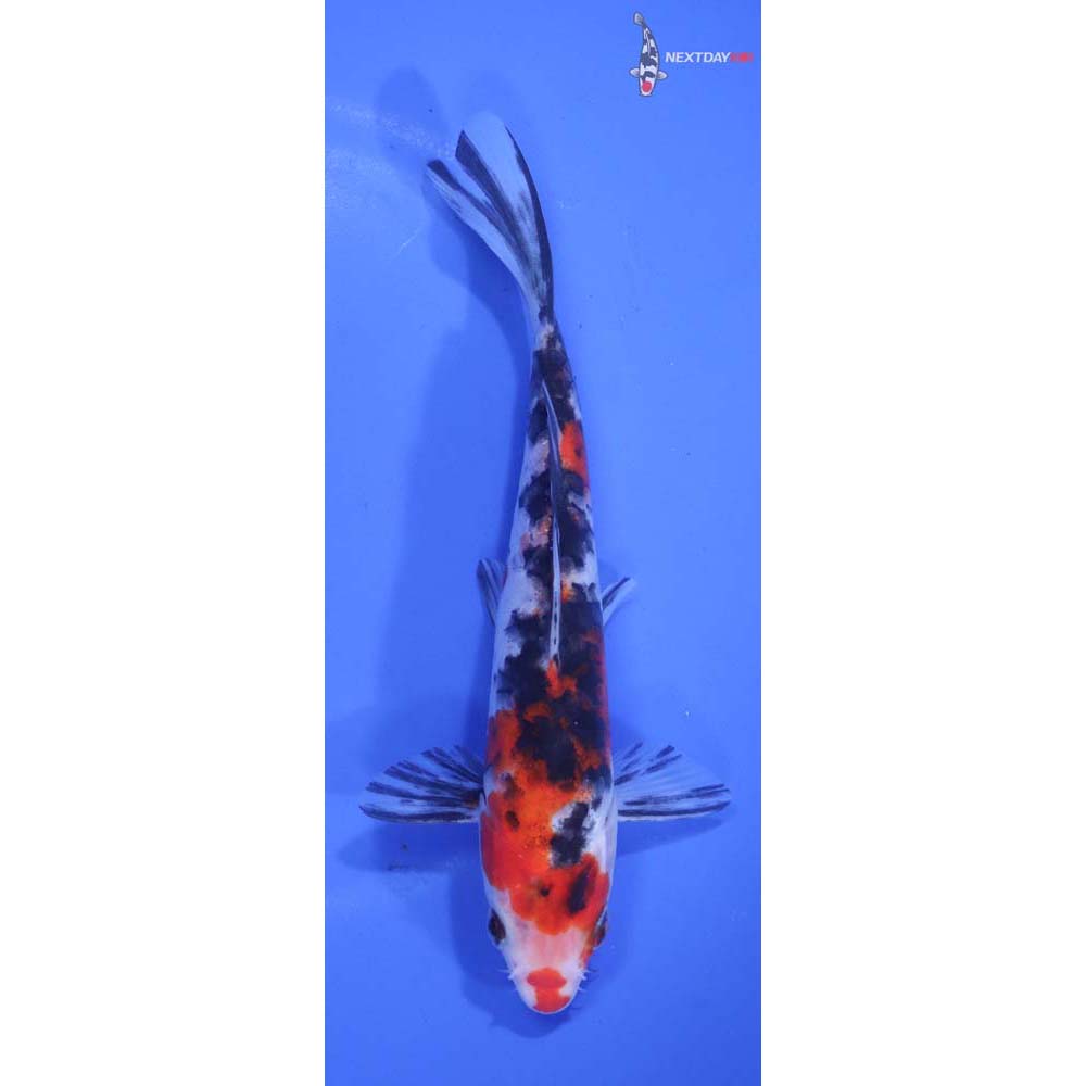 6.5” Imported Armor Scaled Sanke