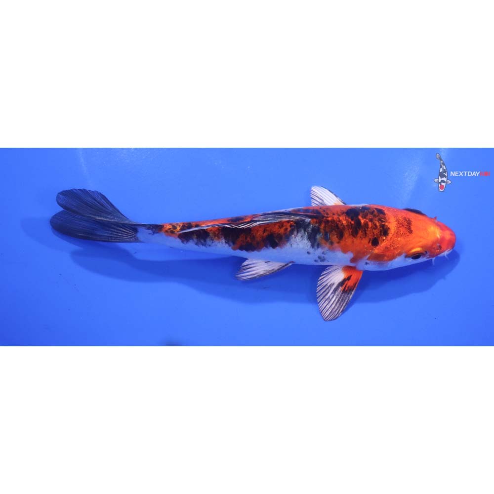 6” Imported Yamato Nishiki