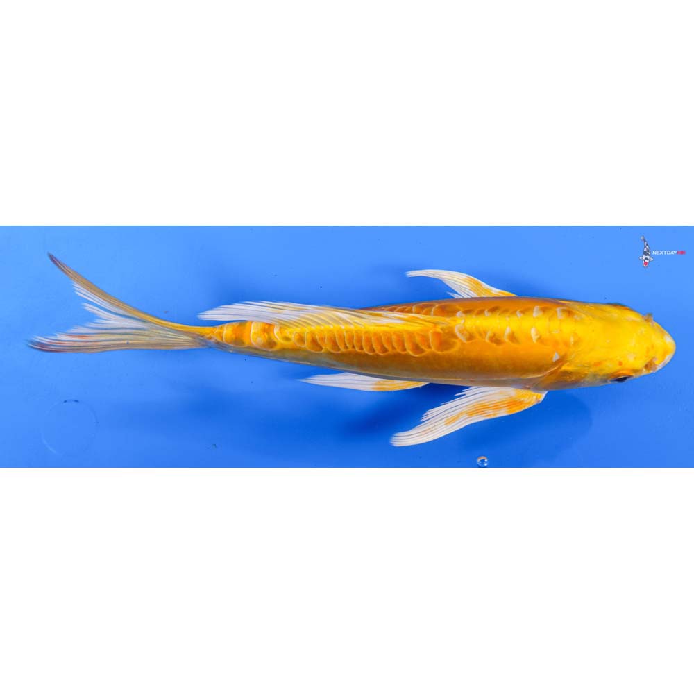 10” Imported Doitsu Yamabuki Ogon Butterfly Koi