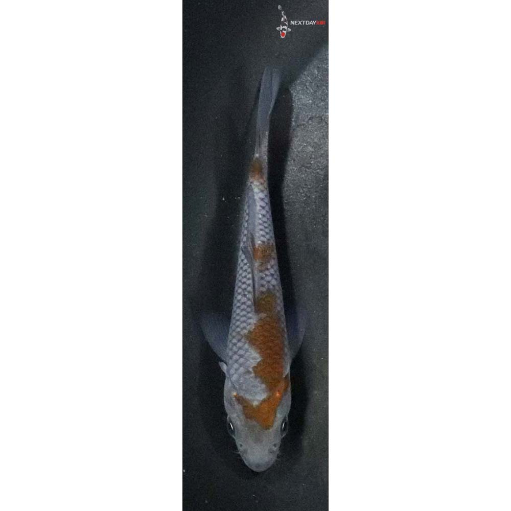 3.5” Imported Ochiba Shigure