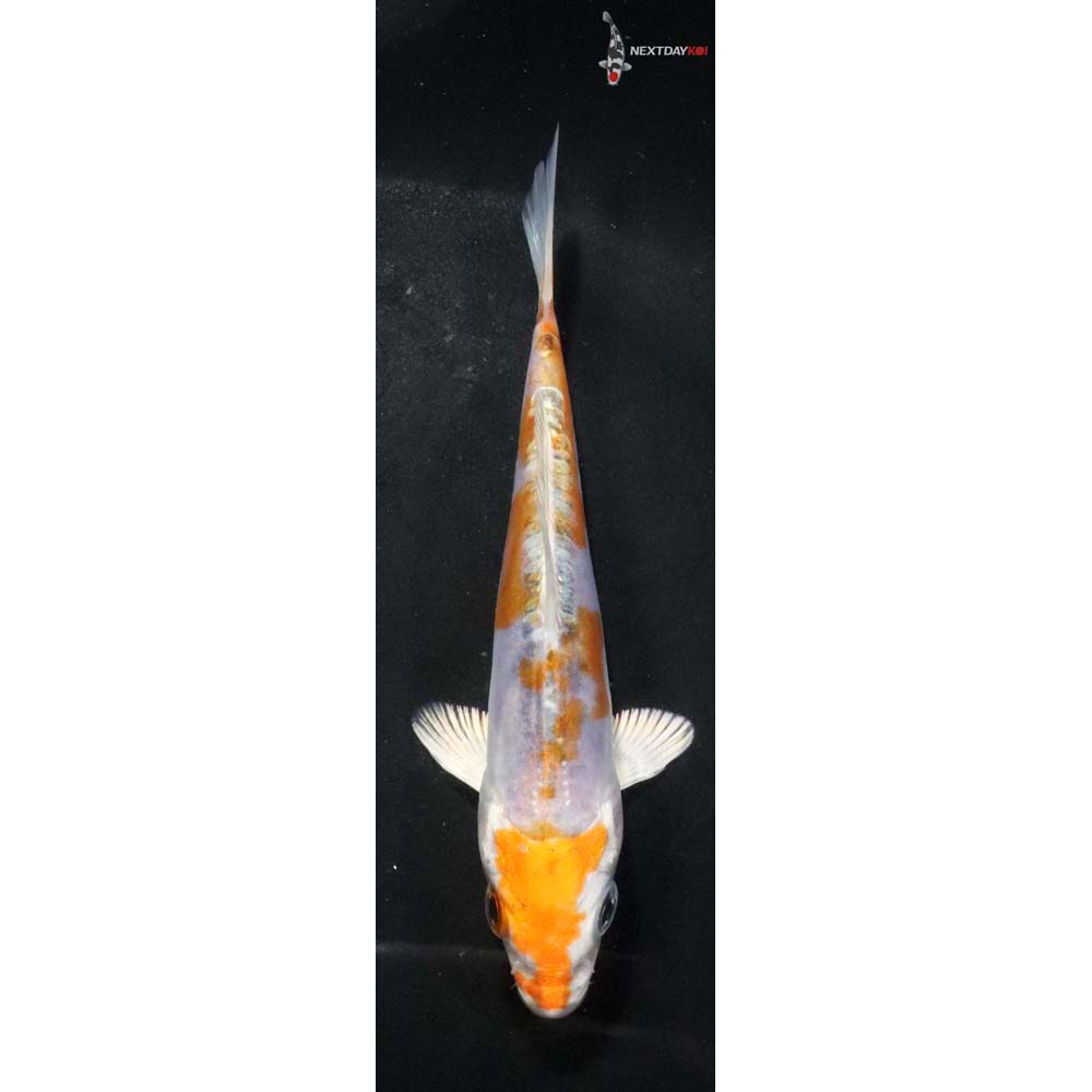 4.5” Imported Kikusui