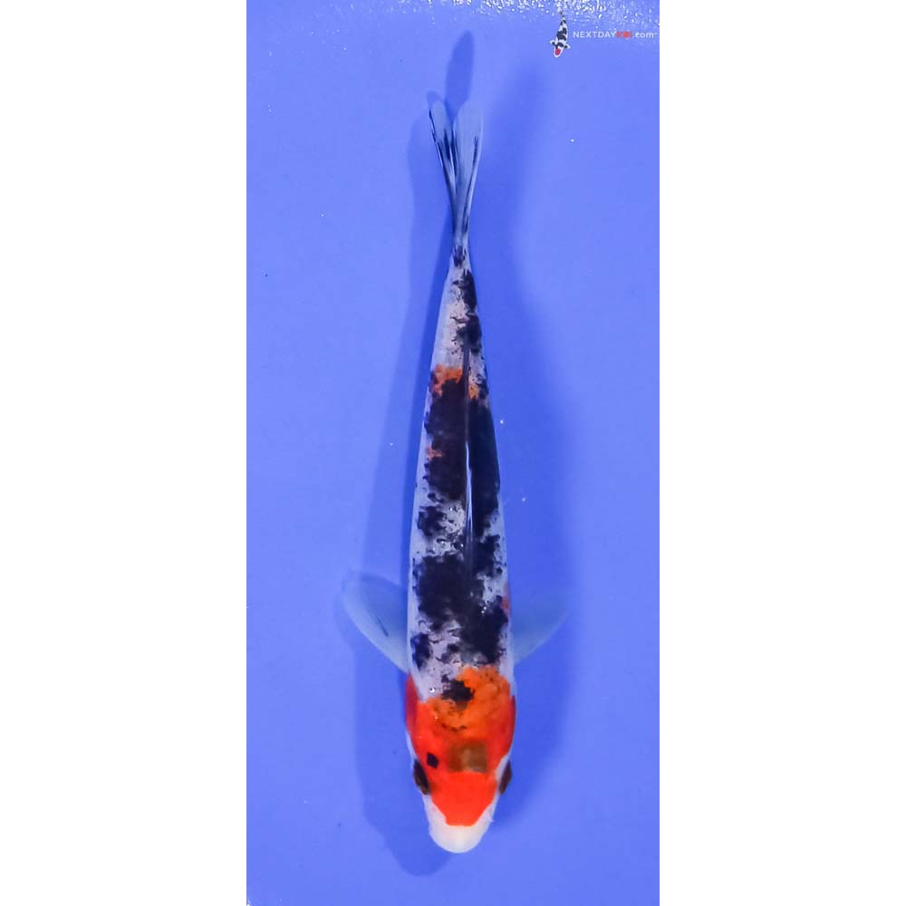 5.5” Imported Sanke