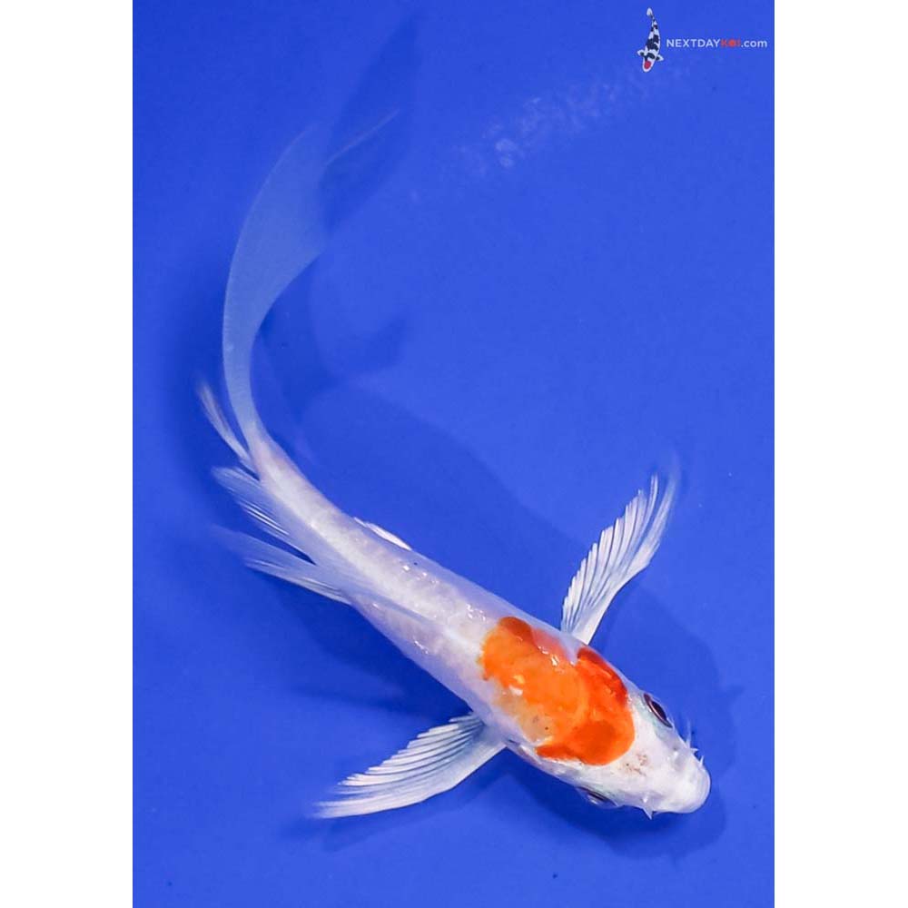 4” Imported Kikusui Butterfly Koi
